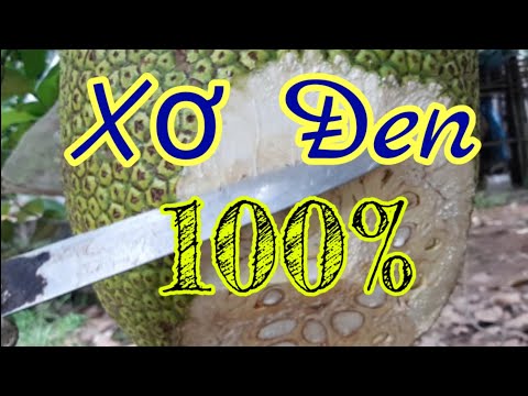 Video nhận biết mít xơ đen - youtube