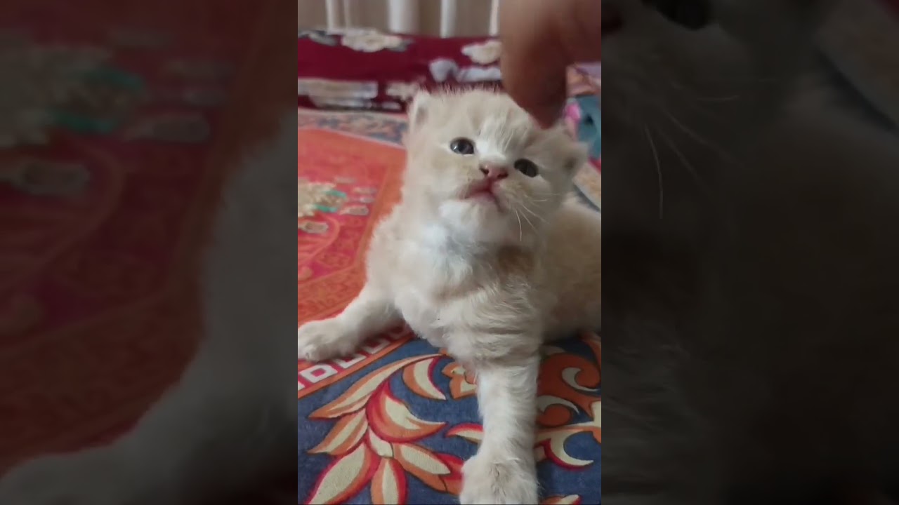 এক জোরা বিড়াল এডপশন হবে কি?