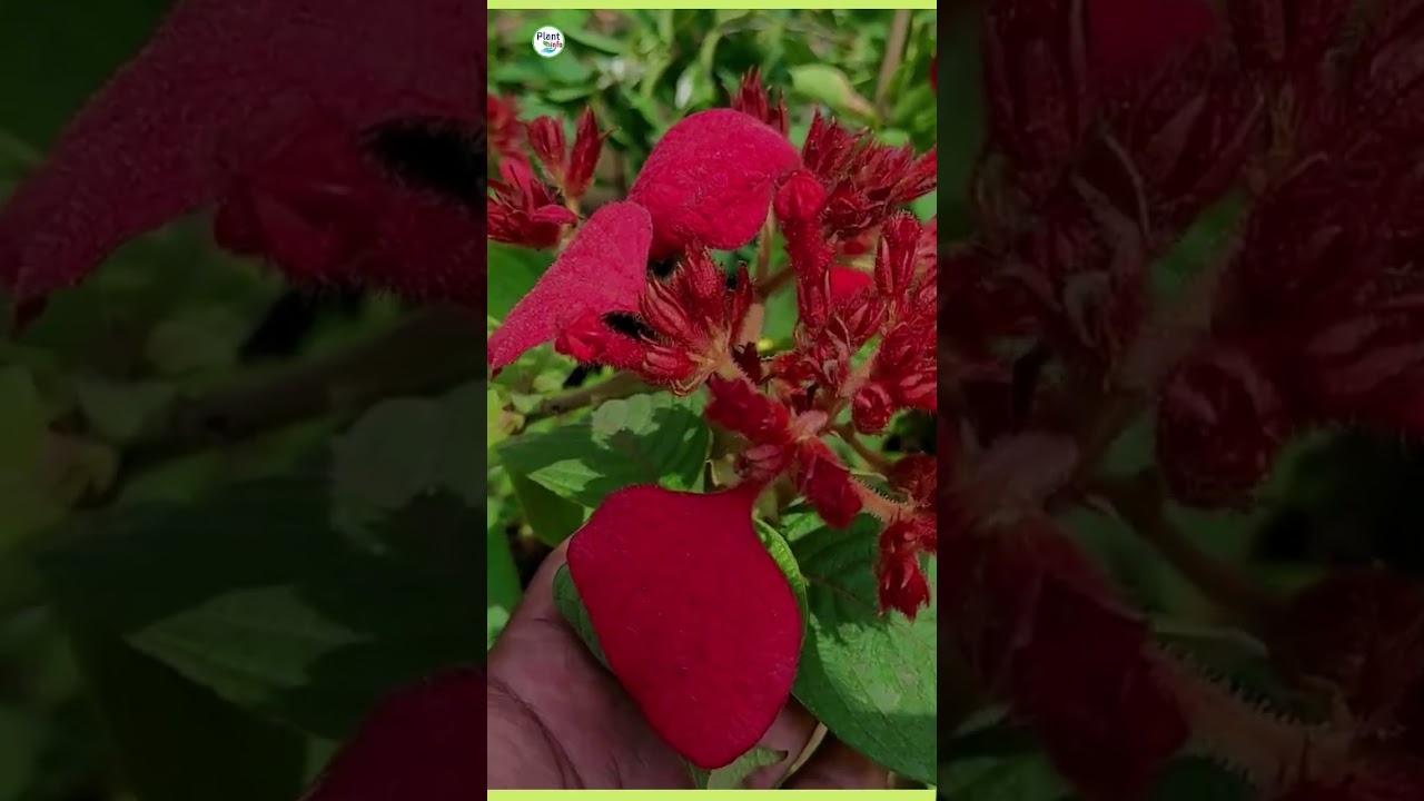 Best mussaenda plant variety in pots | plantinfo