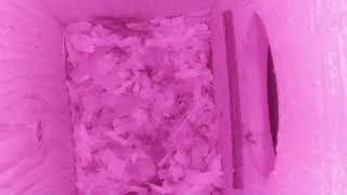 Birdbox One  - Live feed and videos from our Eastern Screech owl box