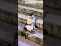 Kucing Santai di Tangga