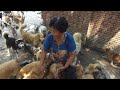 アジアンドキュメンタリーズ配信「アジア犬肉紀行」予告編