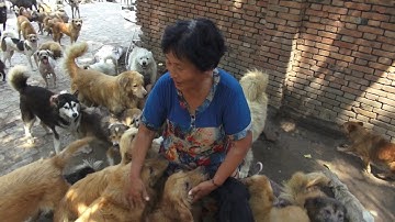 アジアンドキュメンタリーズ配信「アジア犬肉紀行」予告編