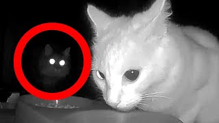 Fluffy Cat Attacks Little Cat At 5AM Sneak Up Catfight