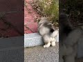 finally my pillow learnt how to jump ❤️ | Alaskan malamute | shorts