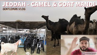 Bakra Mandi | Cattle Market  | Jeddah | Price of Cow, Goat & Camel | Eid Al Adha Jeddah KSA