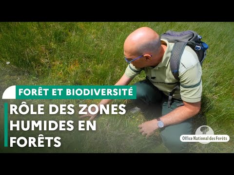 Rôle des zones humides forestières dans la régulation des cours d’eau