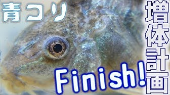 青コリ Youtube