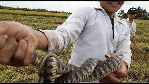 Đ9R 25 - Theo máy gặt: Bắt Chuột, Bắt rắn tham mà ham | Catch snake, mouse