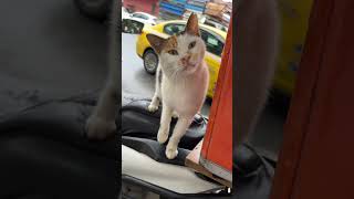 Bir Iğneyi Asla Bulaşmayın