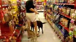 Sunday morning at Petco