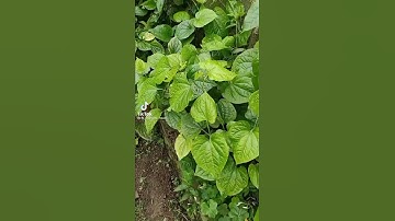 lá lốt trị đau nhức và sâu răng