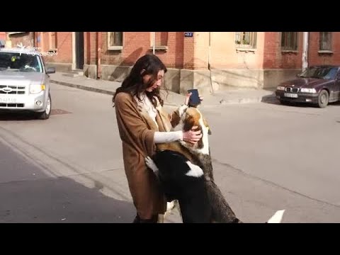 მარტო დარჩენილი ცხოველებისთვის