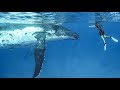 Humpback Whales in Tonga w/ The Bucket List Family | Brooks Laich World Playground Ep #2