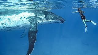 Humpback Whales in Tonga w/ The Bucket List Family | Brooks Laich World Playground Ep #2