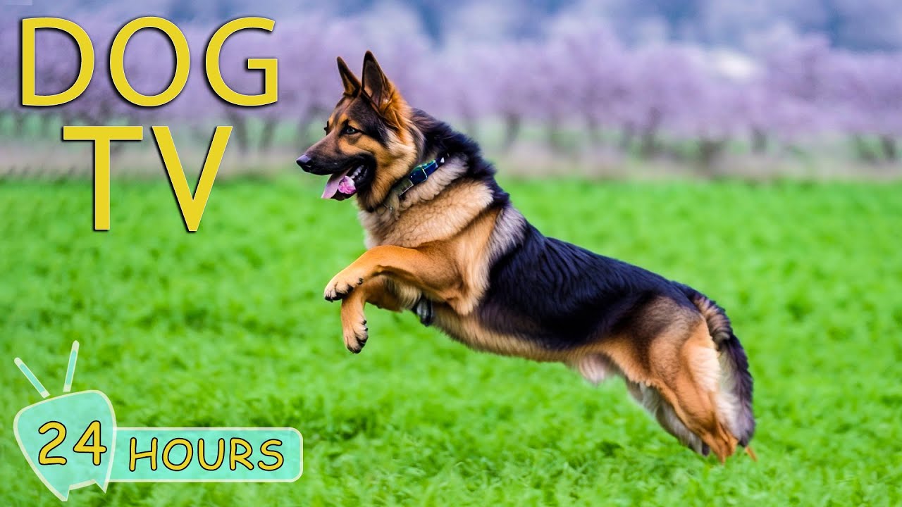 DOG TV Music to Help Dogs Relax and AntiAnxiety When Home Alone