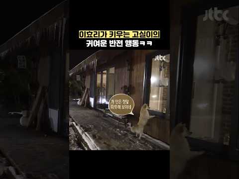 이효리가 키우는 고실이의 귀여운 반전 행동ㅋㅋ #shorts