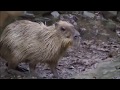Watch A Capybara Mating Routine Natural Animal Behaviour Capybaras at Nagasaki Bio Park