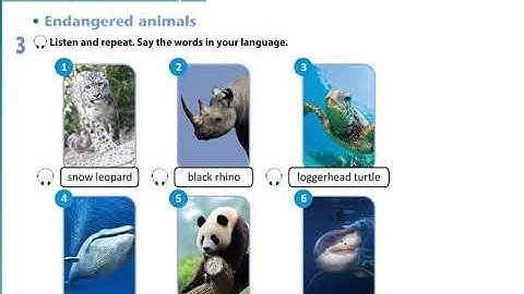 Excel 8 module 6 p65 ex3 Endangered Animals Vocabulary