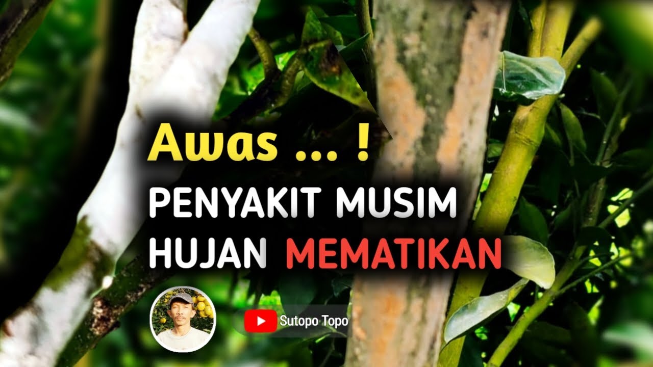 PENGENDALIAN JAMUR UPAS (KANKER BATANG) YANG MEMATIKAN