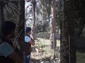صيد الطبان