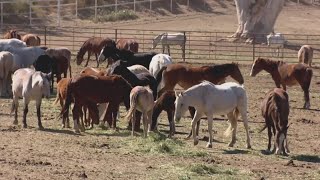 67 Wild Horses Die On BLM Property In Cañon City