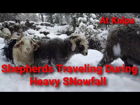 Heavy snowfall And Shepherd Traveling  At Kalpa (Chini)