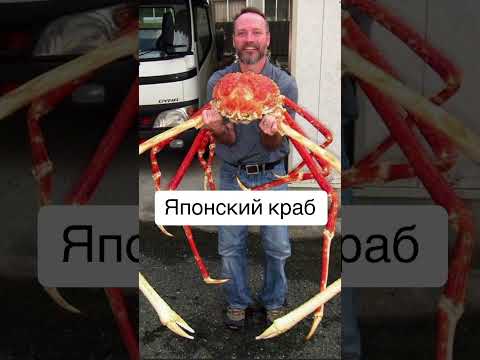 Вещи, которые намного больше, чем кажутся Часть 104 #рекомендации #животные #машина #вещи