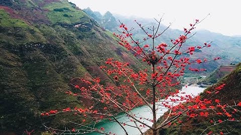 Tháng 3, Hoa Mộc Miên đỏ rực miền biên cương Hà Giang