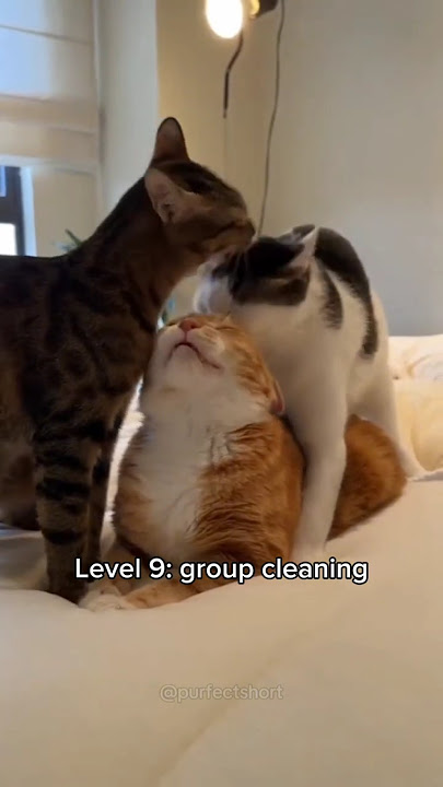 Cats getting more sus 🤨 (part 3) #cat #cute #funnycats