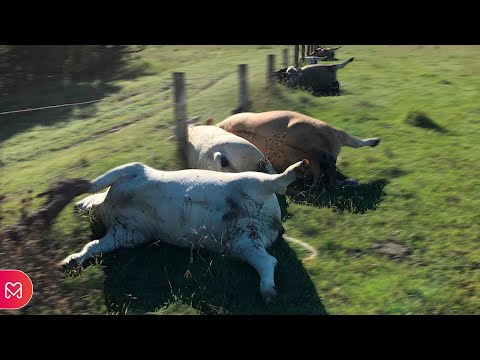 Vídeo: Em Uma Fazenda No Missouri, Alguém Mutila Vacas Há Três Anos - Visão Alternativa