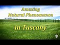 🍃 TUSCANY Fields come to LIFE!  - Amazing natural phenomenon on our Tuscany Tours from Rome