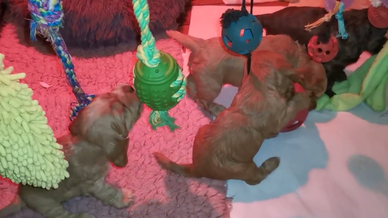 Zola valpar 5 veckor. Del 1 