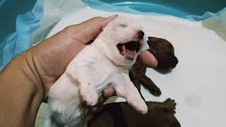 Bichon Frise vs Toy Poodle Growth Comparisons        #allpetmatters #dog #cute