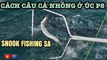 P8 Cách câu cá nhồng ở Úc| How to catch snook | snook trolling #snook #trolling