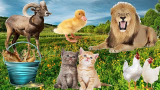 Cute Animals of Cat, Lion, Duck, Goat, Chicken, Fish and Other Animals Sounds