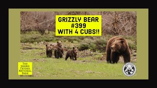 Grizzly Bear 399 And Her 4 New Cubs At Pilgrim Creek In The Grand Tetons 2020