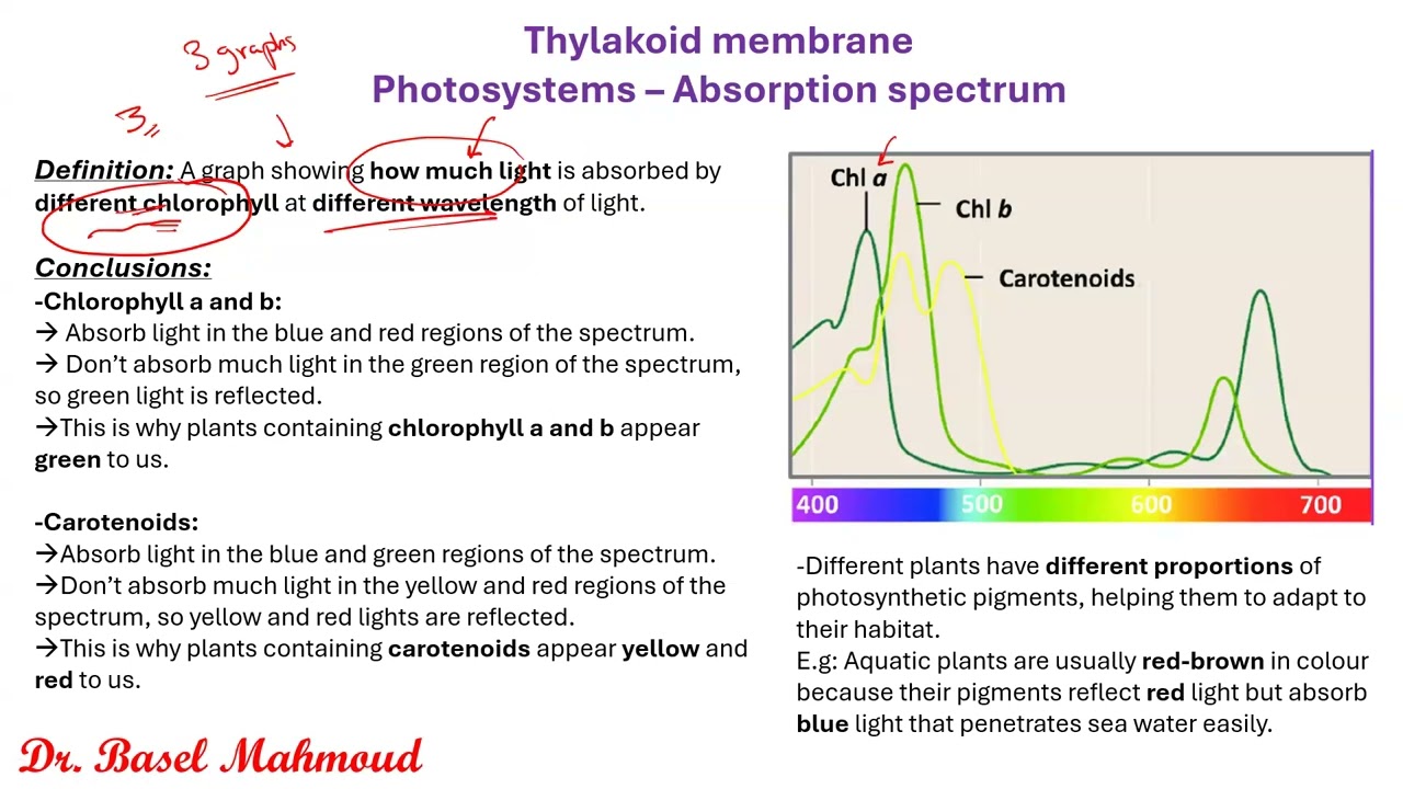 IAL Edexcel Biology Unit 4 - Photosynthesis - Part 2