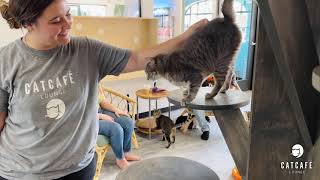 CatCafe Lounge in Los Angeles (Nonprofit Cat Cafe)