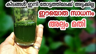 കീടങ്ങളെ തുരത്താൻ ഒരു അടിപൊളി മരുന്ന്|keedangale thurathan|krishi videos malayalam|malayalam gardeni