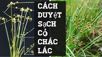 Cách Diệt Sạch Cỏ Chác Lác Trên Ruông Lúa Nè AE oi.
