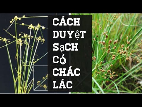 Video Cách Diệt Sạch Cỏ Chác Lác Trên Ruông Lúa Nè AE oi. - youtube