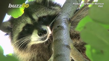 Operation Rescue Raccoon! Florida Police Free Raccoon Stuck in Vending Machine