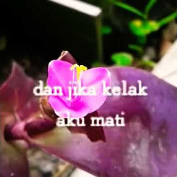 Story wa sedih'ketika AKU mati'