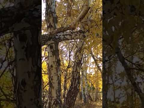 Берёзовая роща Алиса на прогулке