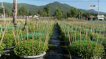 Làng hoa Kim Dinh - Kết thúc chong đèn cho hoa cúc tết | BRTgo