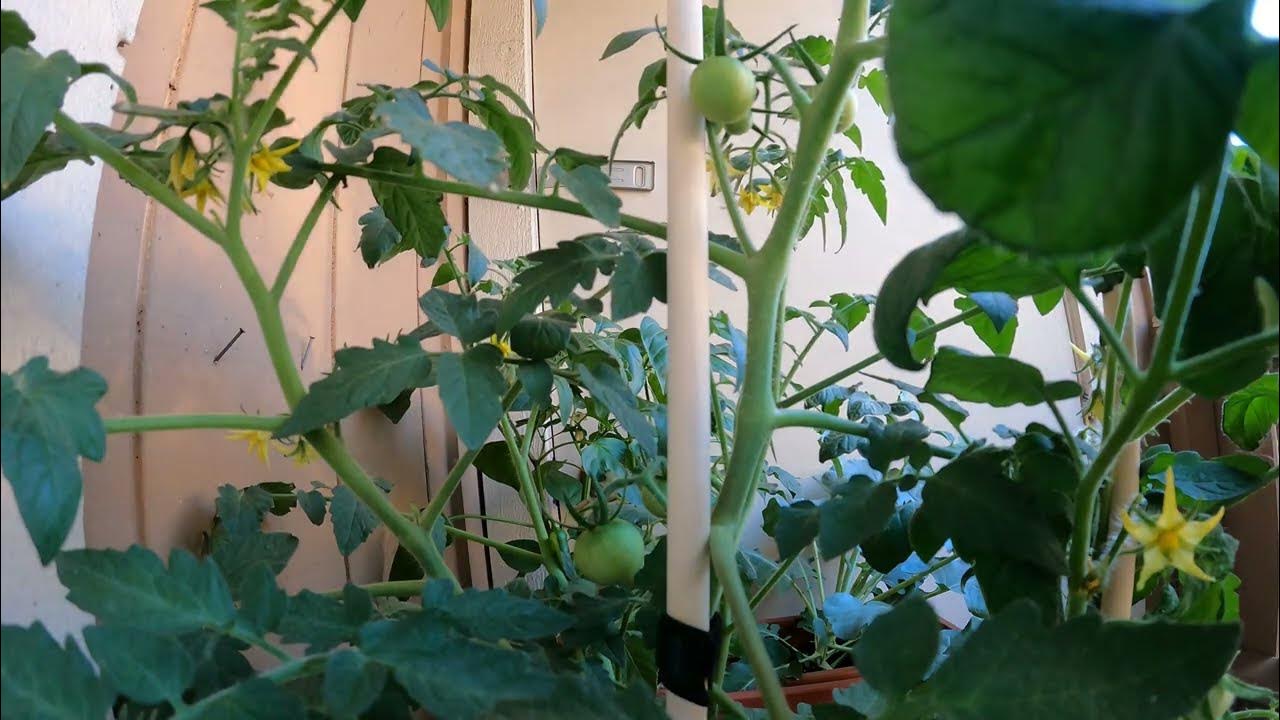 Growth 3 day timelapse of baby tomatoes swelling! YouTube