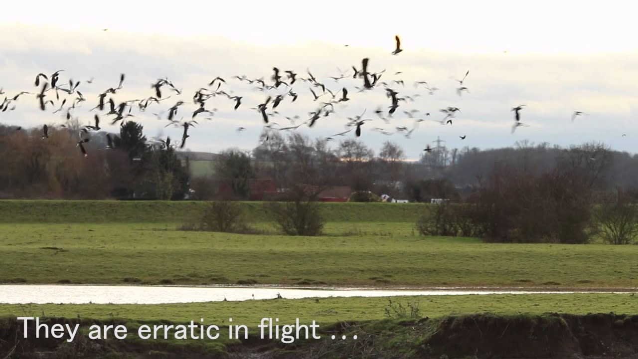 Northern Lapwing video
