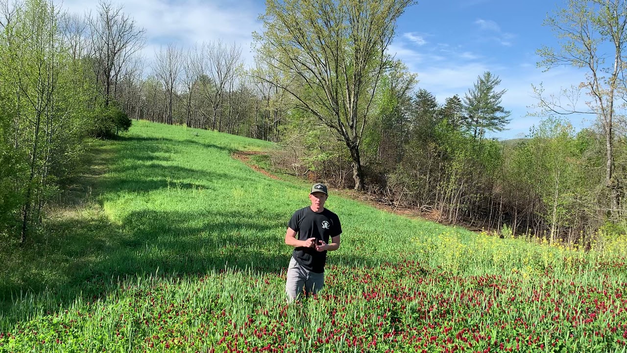 Spring Clover Plot Spring update for year round clover plot. - YouTube
