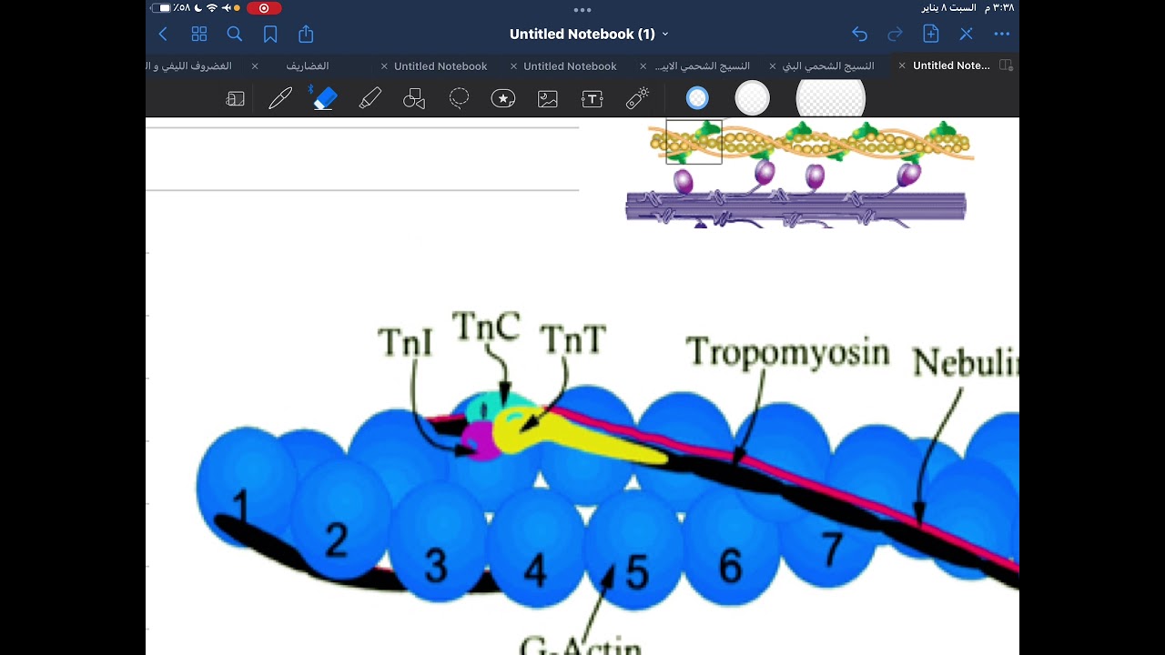 الخيوط الثخينة و الخيوط الرفيعة